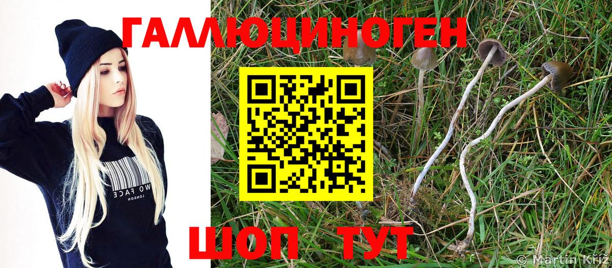 Саяногорск  Галлюциногенные грибы Psilocybe  Вход с VPN 
